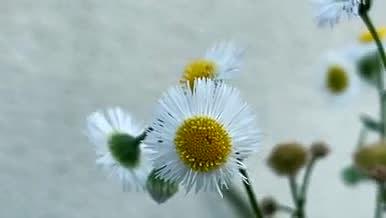 夏季白色小花朵实拍视频的预览图